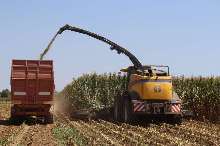 La FR920 dorante la trinciatura del mais destinato alla produzione di biogas